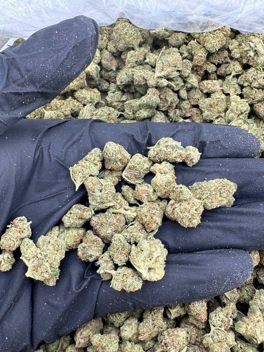 satxplug06's tweet photo. DM to shop have real carts too 🔥
#dfwplug #dallasplug #fortworthplug #SaginawTexas #FortWorth420 #Fortworthbars #fortworthfood #DallasCowboys #dallasmeetups #dallasfreakz #fortworthmeetups #FortWorthLinks #dallaslinks #texas420 #texasweed #texasgas #texasbud #texasplugs https://t.co/dOCpVL6CGD