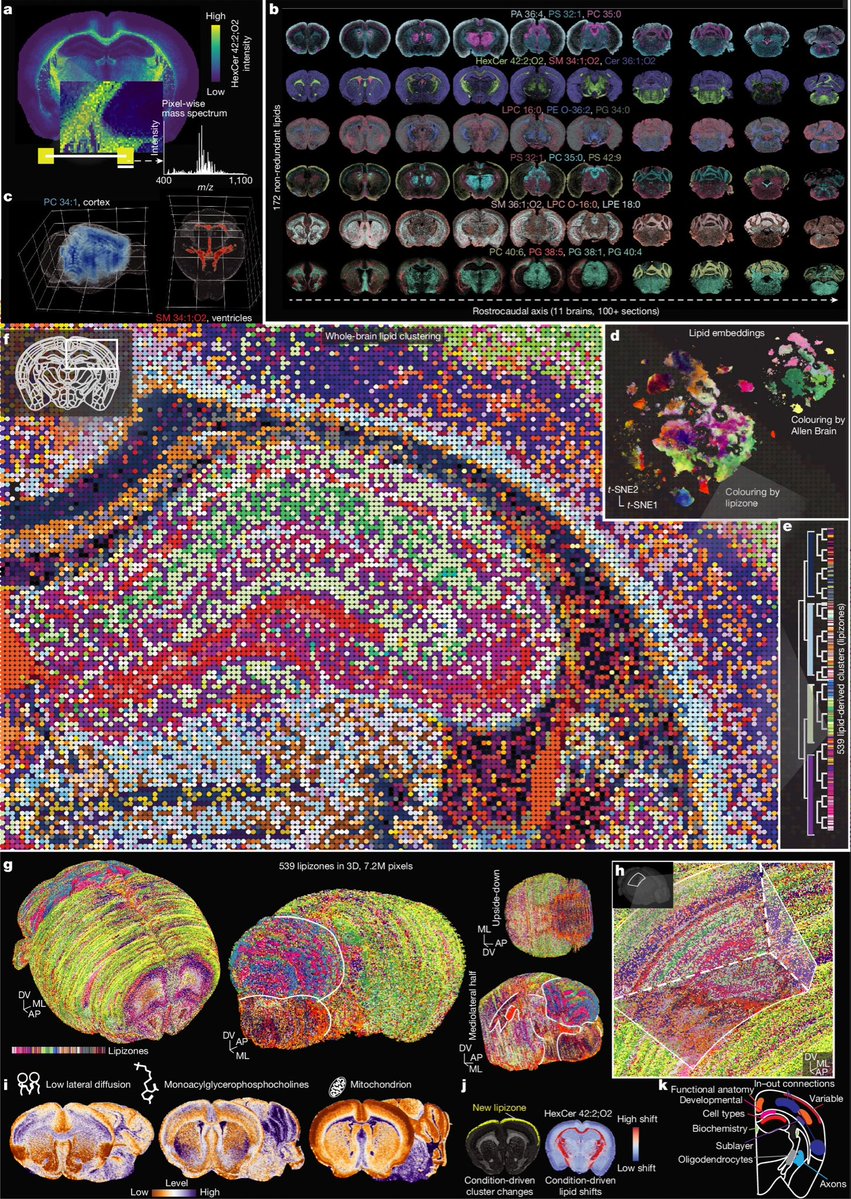 zhang_isaruihan's tweet photo. Beautiful new paper from the  @GioeleLaManno lab 🧠

The team discovered 539 lipidome-defined brain clusters ‘lipizones’, territories that can be linked to functional anatomy and cell types.

Full paper + interactive website ✨:
> https://t.co/S3Q5jkAgs1
> https://t.co/Xta1LPGXl7 https://t.co/a3YzretkOf