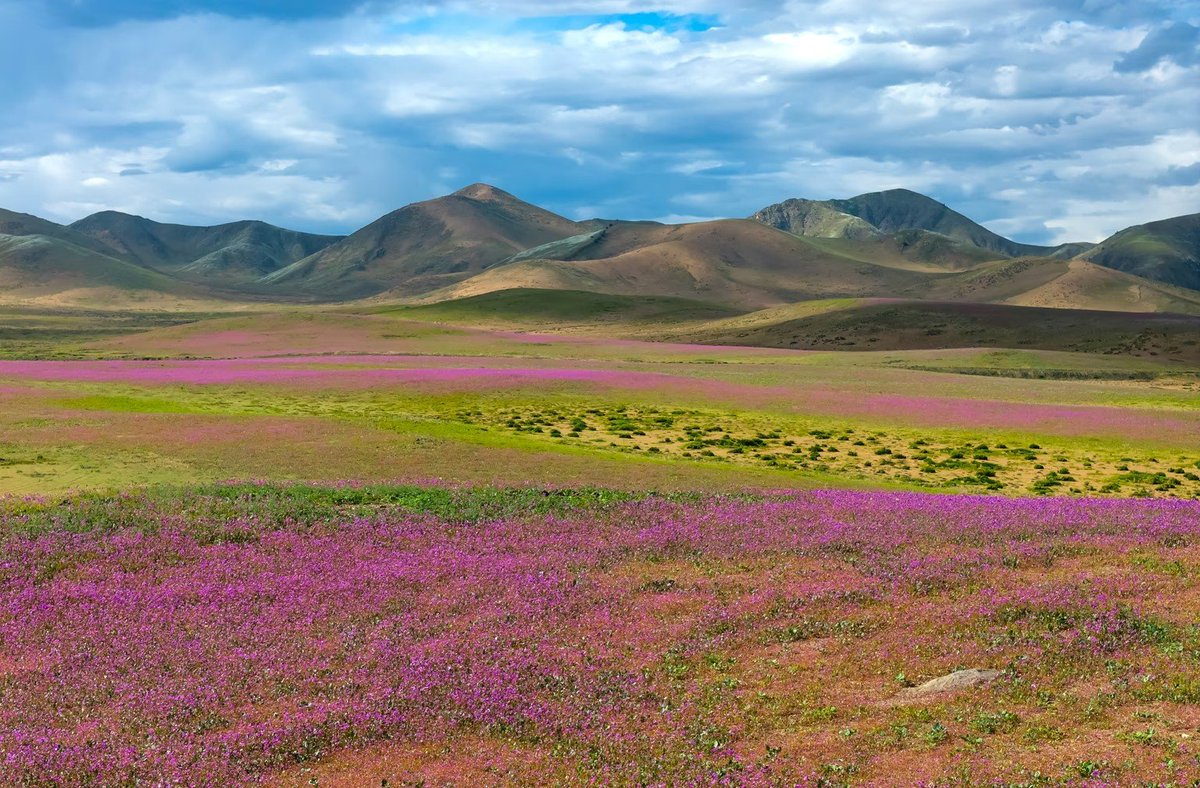 theiaincameron's tweet photo. Extraordinary scene in the Atacama desert of South America. 

Historically one of the world's driest locations has been completely transformed by heavy El Nino rain, leading to the proliferation of stunning flowers from long-dormant seeds. https://t.co/WN5Mw3SMtB