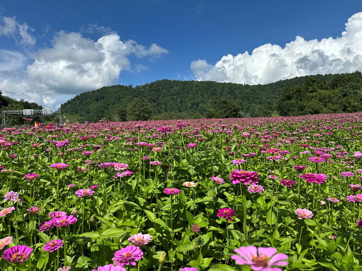NCDOT's tweet photo. Here are some colorful blooms to brighten your feed on this rainy day.🌼  

#WildflowerWednesday https://t.co/CSv71XI1v4