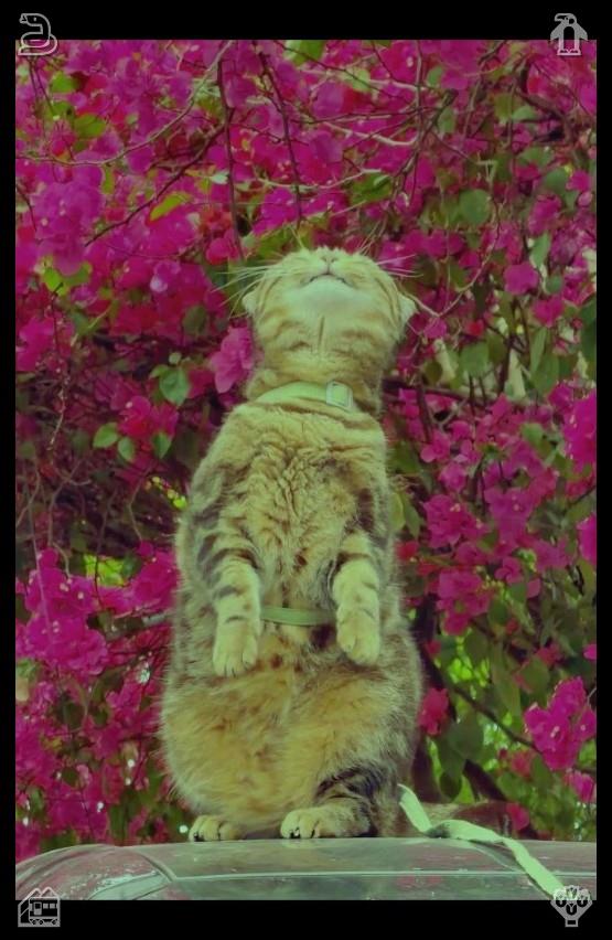 elsimino's tweet photo. She surveyed her surroundings carefully, selecting a flat patch of thick lush grass beneath a sprawling old willow tree. The tree’s wide leafy canopy cast generous cool shade, perfect for blocking midday sun and keeping her picnic area comfortab🎂Book with scientific facts in h https://t.co/xY5guktyZK