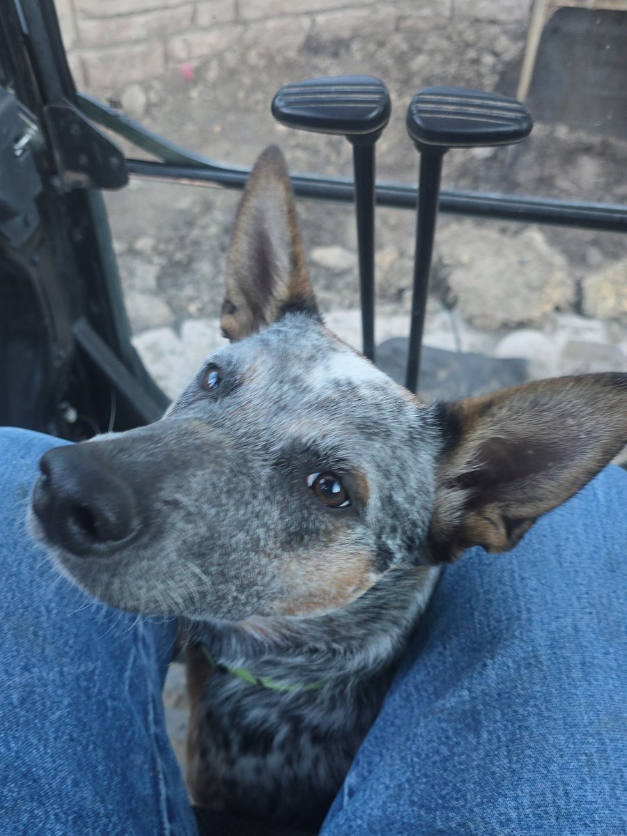 naomhtite's tweet photo. When my husband told me he wanted a Blue Heeler after his German Shepard died, I vehemently protested. But, the dog was going to go to work with him everyday, so  I found him one.
Two months after we got him, my husbands job reversed their decision to allow the guys to bring their dogs, so Magnar (that's his name) had to stay home with me all day. Last month, my husband got a new job, which includes alot of travel, that allows him to bring his dog, so the girls and I brought him to Dad this weekend.
The happiness of both went up exponentially and I get great pictures! 
And my husband gets to say "I told you so" because Mags is the best ❤️