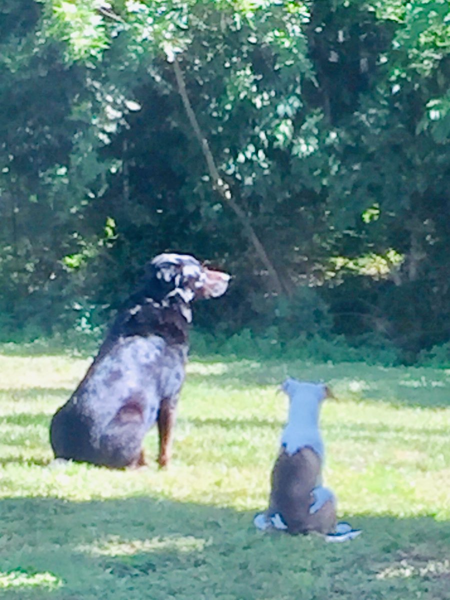 tabsanderson's tweet photo. @wroughtwren @ele__giac Uhm, all middle names are Marie, aren’t they?  Gertie Marie and Rocco Marie think so. https://t.co/aM8AttTeeV