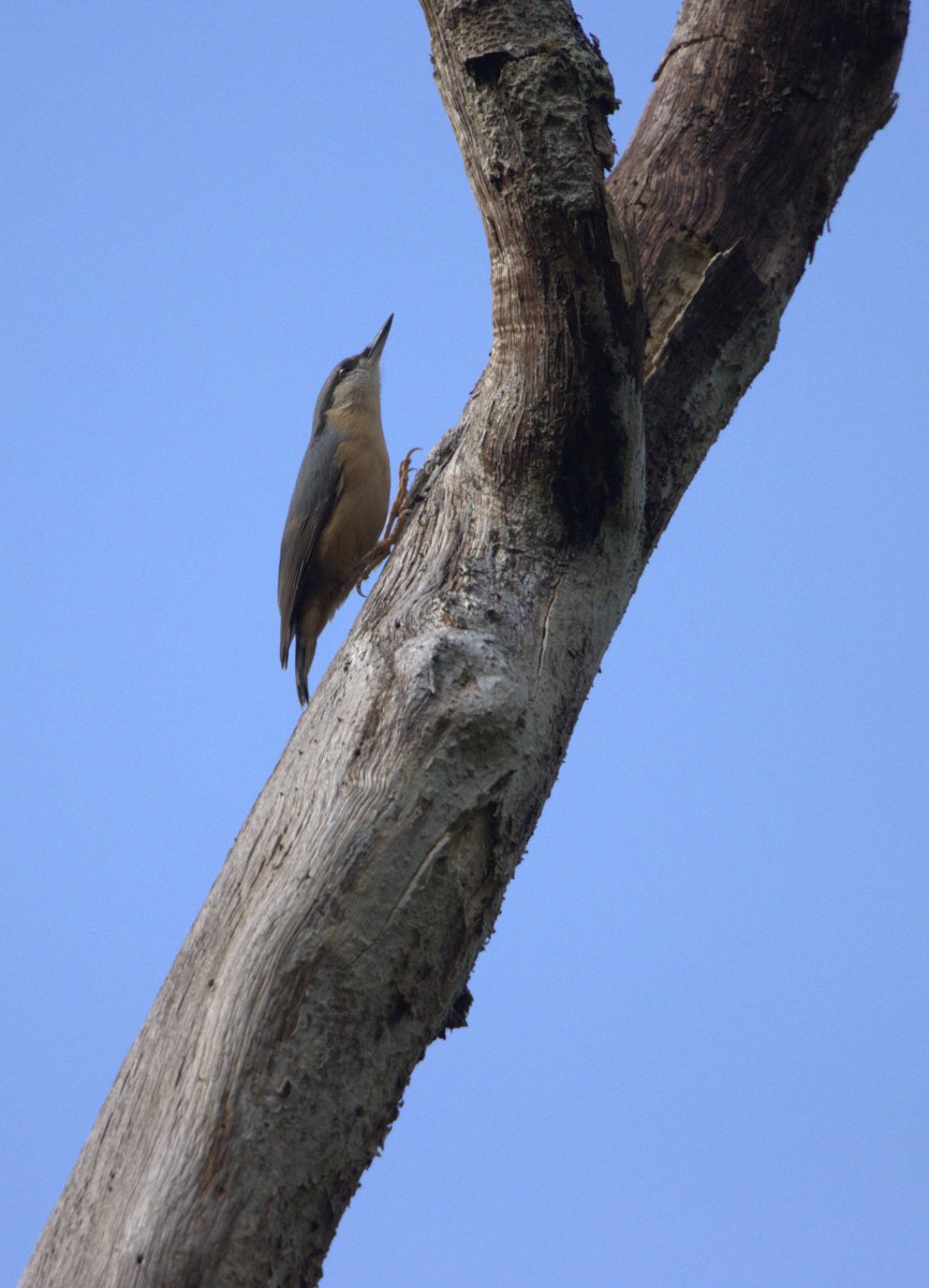 afewmilesmore's tweet photo. Lots of birdsong heard at Savernake Forest today but with some fairly tall trees there seeing the birds was slightly more difficult. Nuthatches seem to be doing well. #BirdsFromFatAway #FirstDayOfAutumn https://t.co/hOLyPg8zpJ