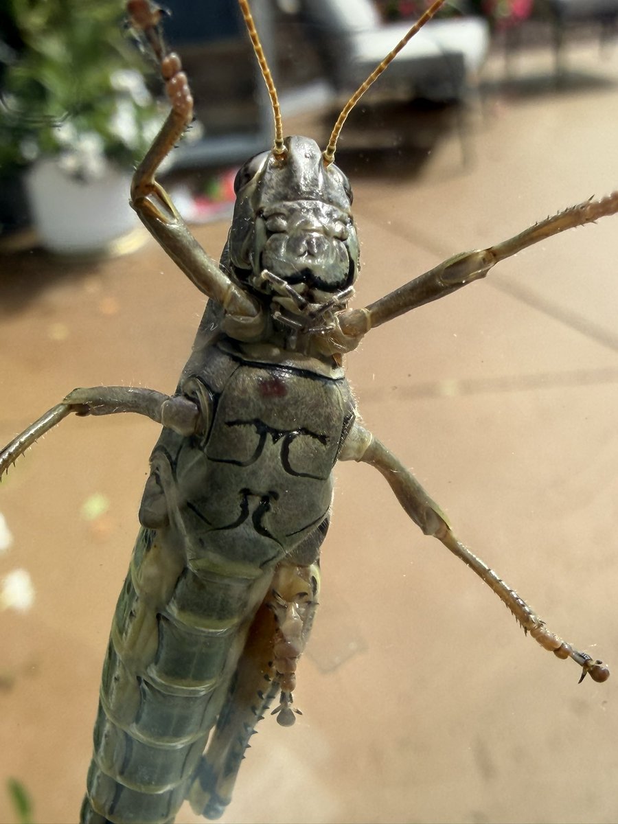 JohnMat65565566's tweet photo. “Hey! Let me in!!” Not today grasshopper. 😂🤣 #westernpa https://t.co/YMJgzqaJed