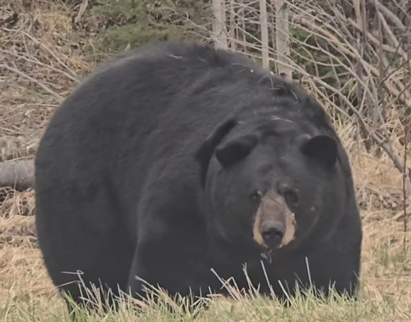 bearlyable2's tweet photo. whew!! I took 20 mins just to stand up......I think I took fat bear week too literally....
#fatbearweek https://t.co/uybqn0c6v3