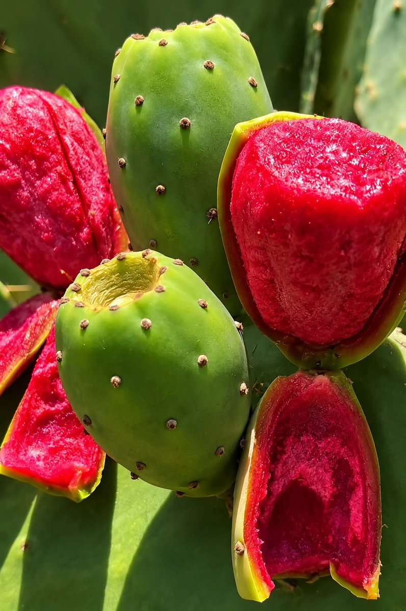 Maurizi063's tweet photo. Those who fear thorns should not eat prickly pears. https://t.co/X6qbjNueFt