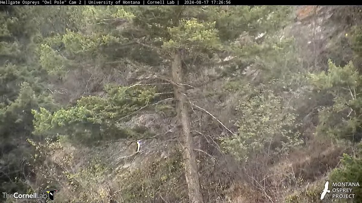 HellgateOsprey's tweet photo. 9/23 Mt. Sentinel faces north on our side. It is covered with two types of evergreens: Ponderosa pine and Douglas fir. Below are pictures of Ponderosa pines, including the shade tree Iris sometimes uses. Amazing how one is growing on the rock face. #HellgateOsprey https://t.co/sEyyNaYjJ2