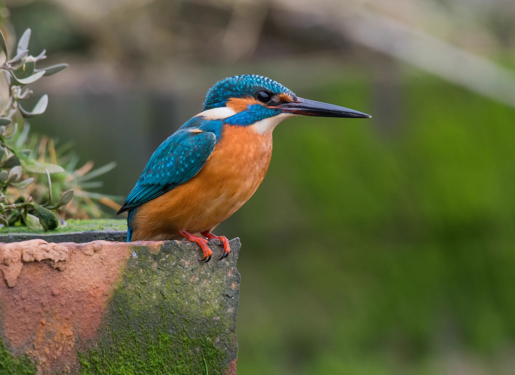 Les Cater Wildlife photographer on X: 