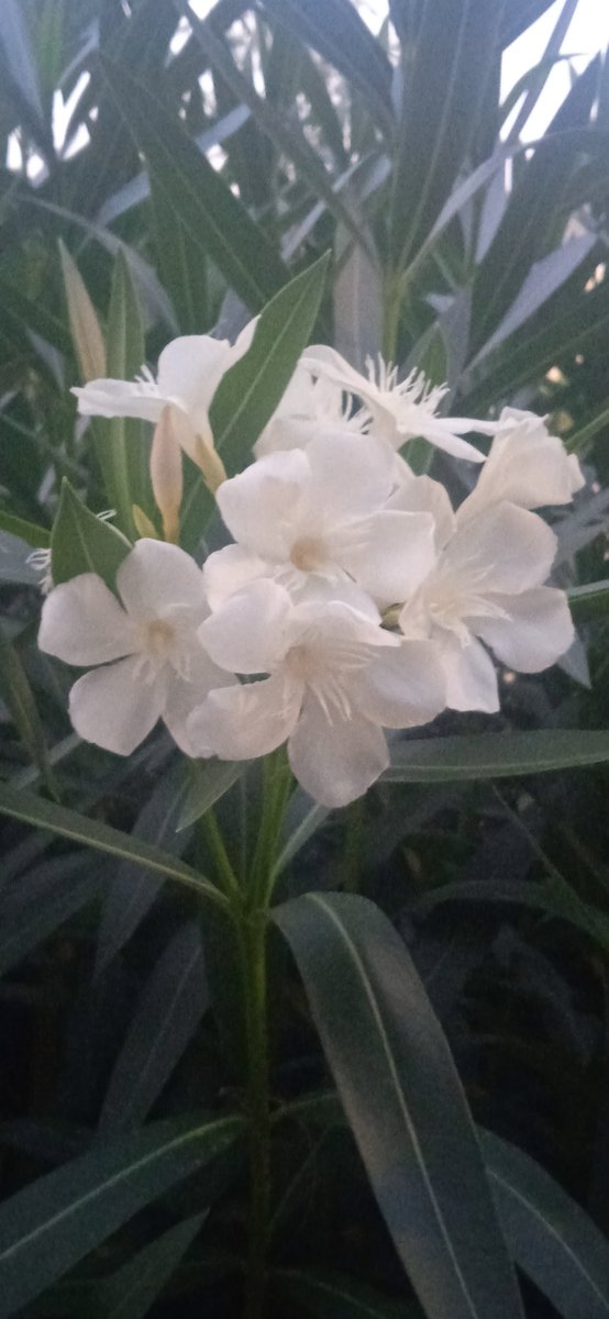 midgarpetal's tweet photo. https://t.co/O7cYn8p5G4

❤️❤️❤️ white oleanders https://t.co/tLR0FEcfSn