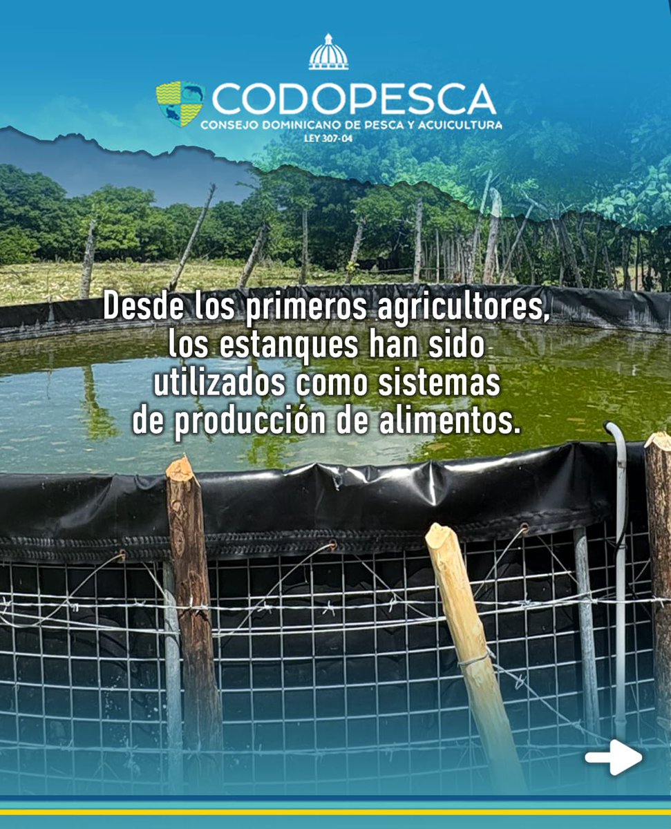 CODOPESCARD's tweet photo. La producción de peces en estanques es una práctica con siglos de historia. Desde los primeros agricultores, estos sistemas han contribuido a la producción de alimentos y hoy continúan siendo parte de la acuicultura. https://t.co/aYhBnVSRyN