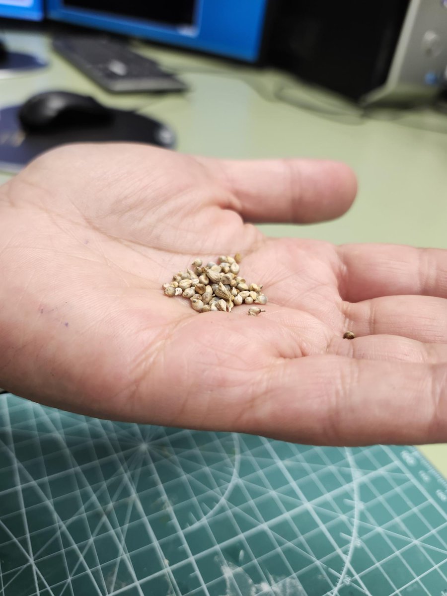 CanLightSource's tweet photo. University of Guelph researchers are studying how #sprouting affects the nutritional content and processing behaviour of various #grains. This work could lead to better control of sprouting and more consistent quality in food products: https://t.co/EKAZZa6gQ0
#ResearchInAction https://t.co/5IuxgXVY9q
