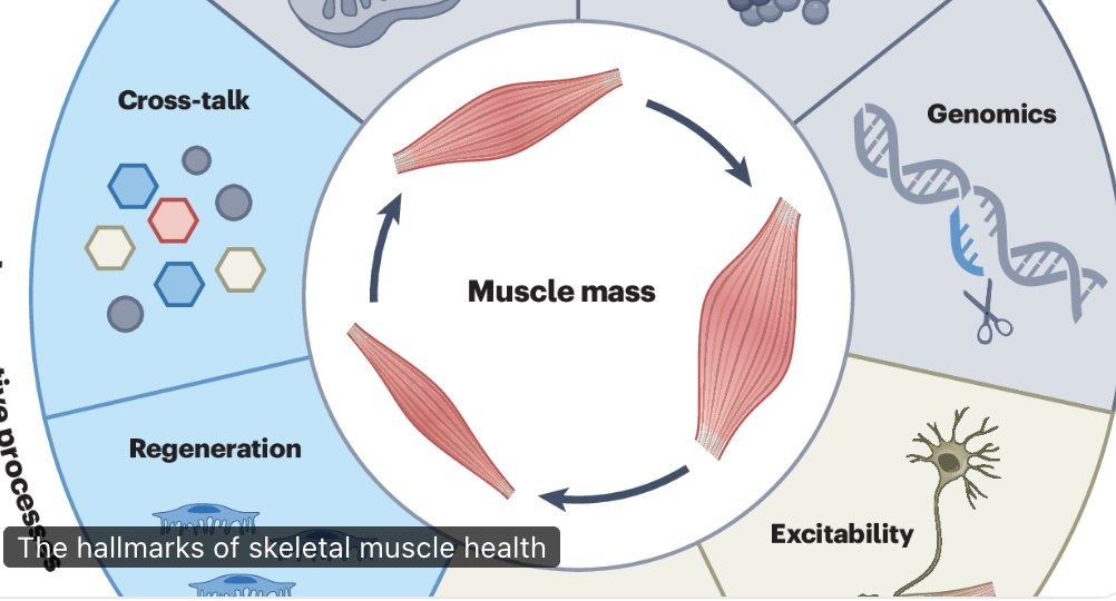 dantawfik's tweet photo. Skeletal muscle accounts for 40% of your body weight and consumes most of your glucose. When muscle health declines, the metabolic consequences ripple through every organ system. A new framework maps exactly how.

A team of muscle biologists published a comprehensive review in Nature Metabolism proposing seven interconnected hallmarks that define muscle health. The first and most fundamental is metabolism and bioenergetics.

Your muscles are the largest metabolic sink in your body. At rest, skeletal muscle accounts for roughly 30% of your total energy expenditure. During activity, that percentage climbs dramatically.

Muscle is also the primary site of glucose disposal after you eat. When you consume carbohydrates, skeletal muscle takes up 70-90% of that glucose. This makes muscle the central regulator of blood sugar control.

When muscle metabolic function declines, the effects cascade:

• Reduced glucose uptake capacity leads to elevated blood sugar and insulin resistance
• Decreased energy expenditure contributes to fat accumulation
• Impaired fatty acid oxidation creates lipid overflow into liver and other tissues
• Loss of metabolic flexibility means inability to efficiently switch between fuel sources
• Reduced mitochondrial function decreases overall energy availability

The framework defines metabolic health in muscle through several quantifiable properties: substrate flexibility (the ability to switch between burning glucose and fat), mitochondrial efficiency (how well cellular power plants generate ATP), and oxidative capacity (the maximum rate of oxygen consumption).

Metabolic flexibility matters particularly as we age.

Young, healthy muscle can rapidly shift from primarily burning fat at rest to burning carbohydrates during exercise. This flexibility declines with aging and inactivity, creating a metabolic inflexibility that precedes and likely drives insulin resistance.

The mitochondrial component is critical.

Muscle fibers are packed with mitochondria. Mitochondrial content and function decline with age, reducing both energy production capacity and the cell's ability to handle metabolic stress.

What makes muscle unique is fiber type specialization.

Type I fibers (slow-twitch) are oxidative and fatigue-resistant, rich in mitochondria and suited for endurance. Type II fibers (fast-twitch) are glycolytic and generate force rapidly but fatigue quickly. The ratio and metabolic properties of these fiber types determine whole-muscle metabolic capacity.

Exercise remodels muscle metabolism in specific ways. Endurance training increases mitochondrial density, capillary networks, and oxidative enzyme activity. Resistance training enhances glucose uptake machinery and glycogen storage capacity. Both improve metabolic flexibility.

The cross-talk dimension connects muscle metabolism to systemic health. Muscle secretes hundreds of signaling molecules called myokines during contraction. These include IL-6, which promotes fat breakdown; irisin, which converts white fat to metabolically active brown fat; and BAIBA, which improves insulin sensitivity.

When muscle metabolic function is preserved, these signals maintain systemic metabolic homeostasis. When it declines, the loss of myokine signaling contributes to metabolic disease across multiple organs.

The framework provides quantifiable targets for intervention. Maintaining oxidative capacity above certain thresholds, preserving metabolic flexibility, and sustaining mitochondrial quality control all represent modifiable targets that can be measured and tracked.

The implications extend beyond sarcopenia or age-related muscle loss. Metabolic dysfunction in muscle appears in type 2 diabetes, chronic kidney disease, heart failure, COPD, and cancer cachexia. Understanding muscle as a metabolic organ reframes these conditions.

Key takeaways:

• Skeletal muscle is your body's largest metabolic sink, handling most glucose disposal and a significant fraction of energy expenditure
• Muscle metabolic health is defined by substrate flexibility, mitochondrial function, and oxidative capacity
• Decline in muscle metabolism creates system-wide metabolic consequences including insulin resistance and lipid dysregulation
• Muscle acts as an endocrine organ, secreting myokines that regulate metabolism in other tissues
• Exercise remains the most potent intervention for preserving muscle metabolic function
• The framework provides quantifiable, modifiable targets for maintaining metabolic health across the lifespan

The paper represents a shift from measuring muscle quantity to assessing muscle quality through mechanistic, measurable properties. Metabolic function sits at the foundation of that framework.