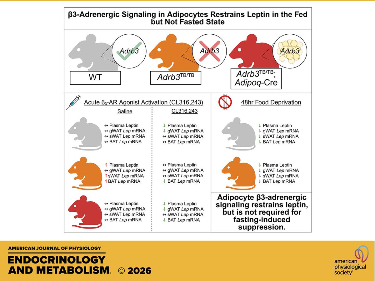 AJPEndoMetab's tweet photo. Research Article by SR Heaselgrave et al. Adipocyte β3-adrenergic receptor signaling attenuates #leptinproduction but is dispensable for fasting induced #leptinsuppression
https://t.co/Ug0mpqqZeG https://t.co/XFVAPJljcA