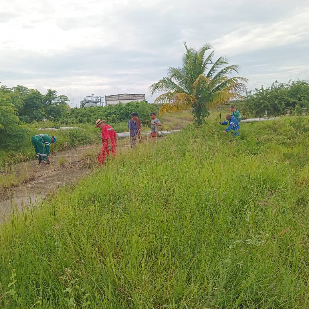RefineraCienfu1's tweet photo. Como parte de un cambio de labor, trabajadores de Refinería Cienfuegos S.A. apoyaron las labores de chapea en la Planta de Tratamiento de Residuales (PTR), contribuyendo al cuidado y mantenimiento de sus áreas. https://t.co/oYXFTvMs9X