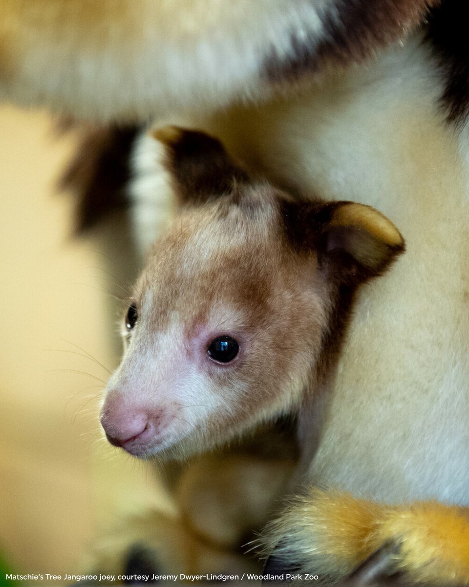 RainforestTrust's tweet photo. We’re honored to share the replay of our conversation with our partners in Papua New Guinea, home to Oceania’s largest stretch of intact rainforest! 🌏🌿

Dr. Lisa Dabek, Founder and Senior Director of the Tree Kangaroo Conservation Program at @woodlandparkzoo, and Modi Pontio, Associate Director of the Tree Kangaroo Conservation Program, share their stories of success and opportunity in community-led conservation.

The Tree Kangaroo Conservation Program is at the forefront of conservation in Papua New Guinea.

Together, we helped create the country’s first nationally recognized conservation area of its kind. 

Named for the Yopno, Uruwa, and Som rivers that flow through it, the YUS Conservation Area protected 233,186 acres, and subsequent protections have expanded to nearly 400,000 acres.

Our continued partnership will build on this important milestone, extending protection across an additional 74,000 acres.

Join us for an inside look at how partnership and community-led conservation can create lasting impact in a globally important rainforest.

Watch the replay and learn more about conservation action in Papua New Guinea: https://t.co/JxhRavdHZJ