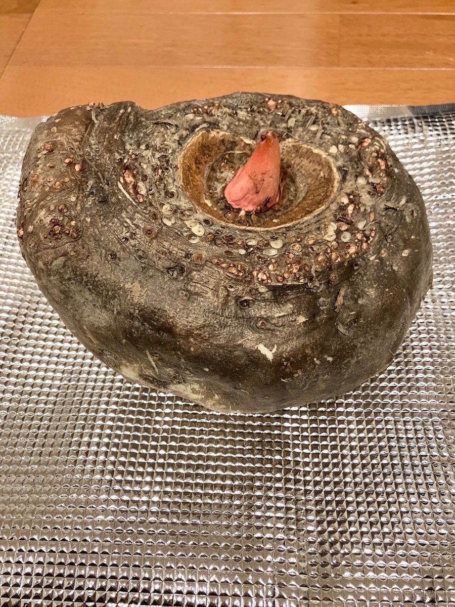 liklikmeri's tweet photo. 山間部の産直で蒟蒻芋が売られてたんだけど、売り場の人曰く、持ち込んだ人はコンニャク栽培しておらず山に昔から自生(伝聞まま)してるコンニャクの芋を持ち込んだとのこと

それ古い系統の可能性あるのでは…
面白そうだから育ててみることにした！

20cm径×厚み15cmの大きさで700円
春が楽しみ😆 https://t.co/jjIbAueQcr