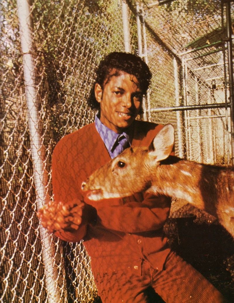 deerchael's tweet photo. a very michael fall https://t.co/lUVuENM4Ms