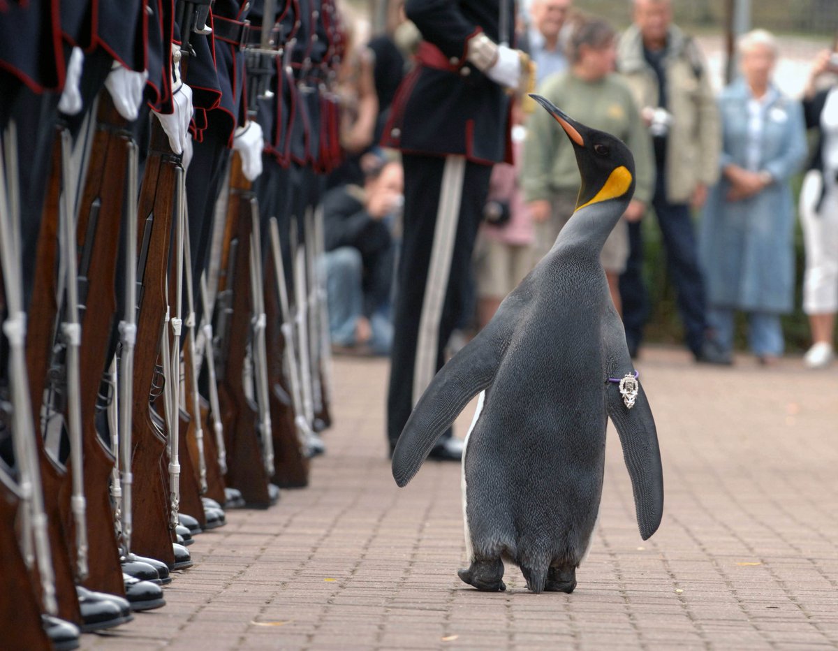 BergenFella's tweet photo. I am waiting for the new king to go to Scotland and greet the mascot and colonel-in-chief of the Kings Guard Major General Sir Nils Olav III Baron of Bouvet Island.

Yes, it is a penguin. And he is awarded a new title and upgraded every time they meet https://t.co/iCJCy1Rhi0