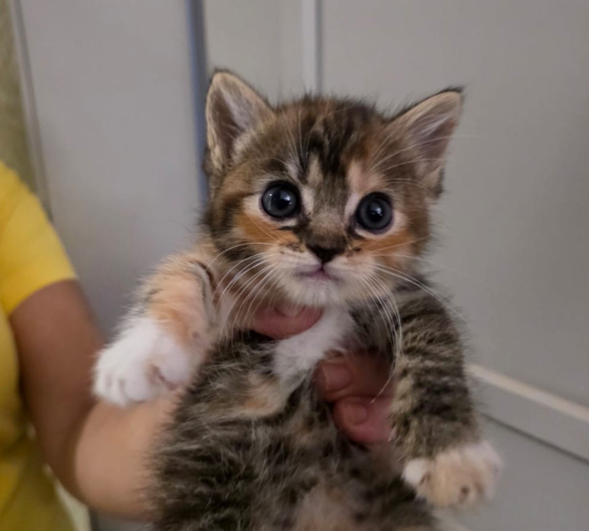 louiemustdie_'s tweet photo. vsfd olha a gata nova da minha vizinha 

não existe um único pensamento dentro dessa cabecinha peluda https://t.co/KJoEIETWS7
