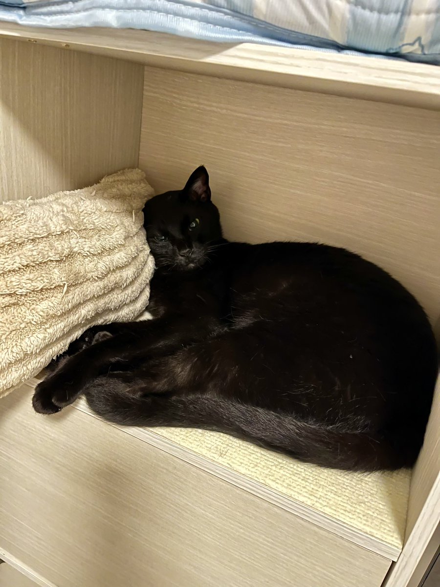 BonchanCat_0423's tweet photo. おはようございます
毎日ねっこ
狭そう😂
#保護猫と暮らす #猫のいる幸せ https://t.co/HxWERgxyPT