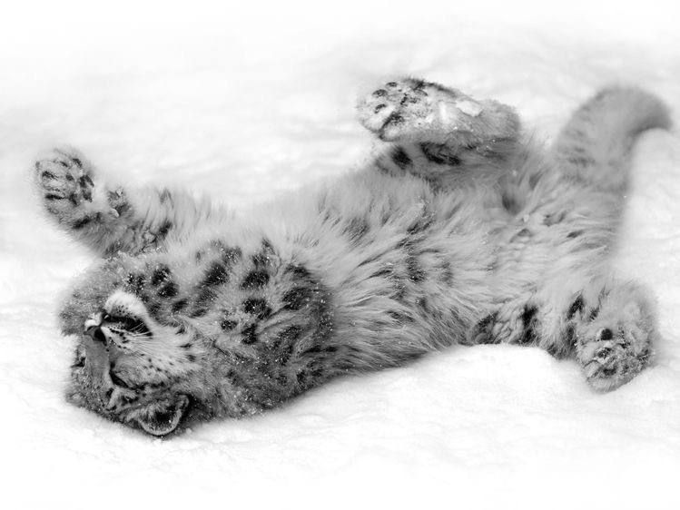 catgirlashx_x's tweet photo. im playin in da snow https://t.co/pDcrBMfj3E