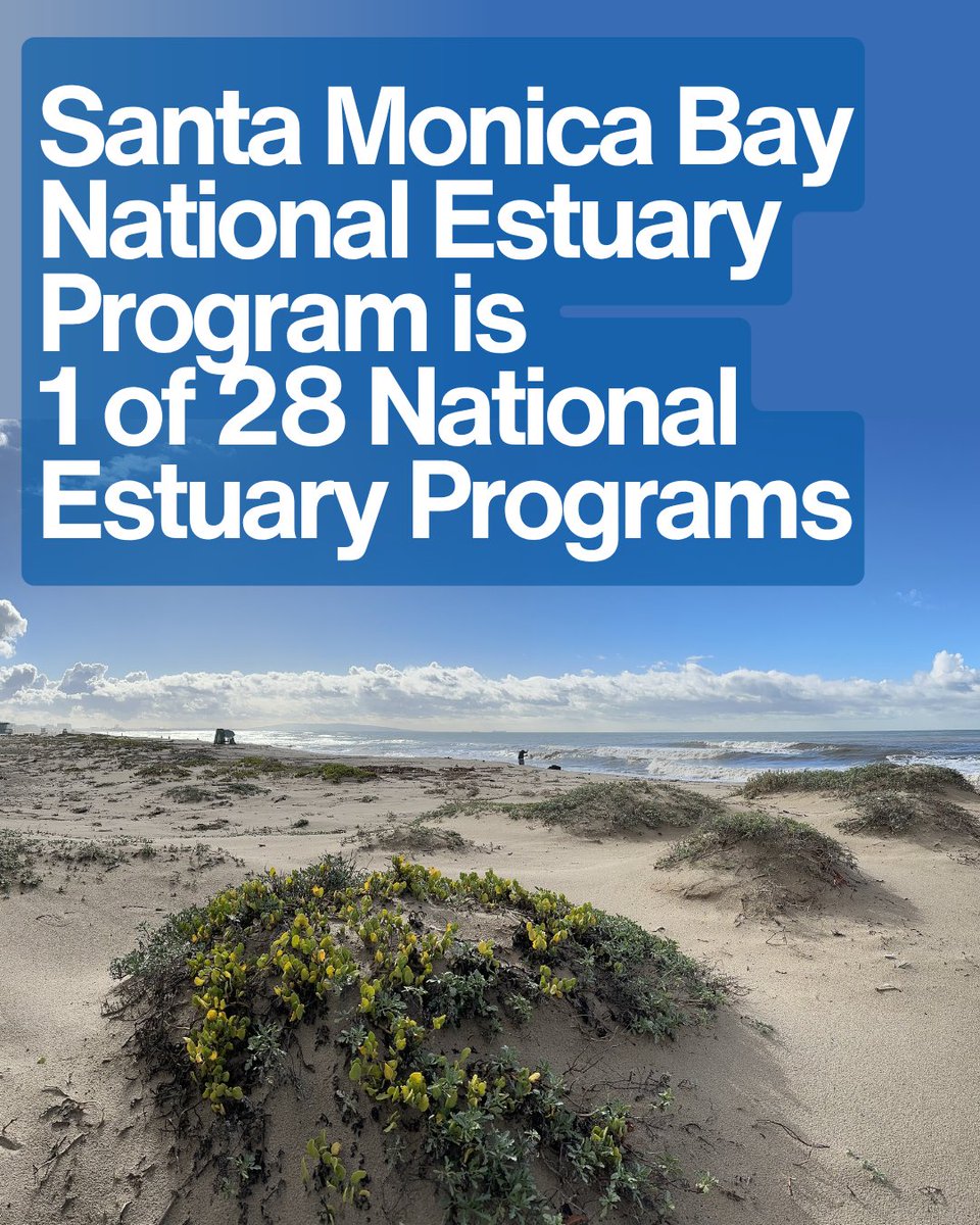 SMBRF's tweet photo. 🌊 #WadeIn to National Estuaries Week!🌿Did you know Santa Monica Bay is part of the Santa Monica Bay National Estuary Program? Estuaries are vibrant “nurseries of the sea” that connect communities to the coast. 💙 Celebrate by exploring, learning &amp; protecting your local coast! https://t.co/ADflfwLGct