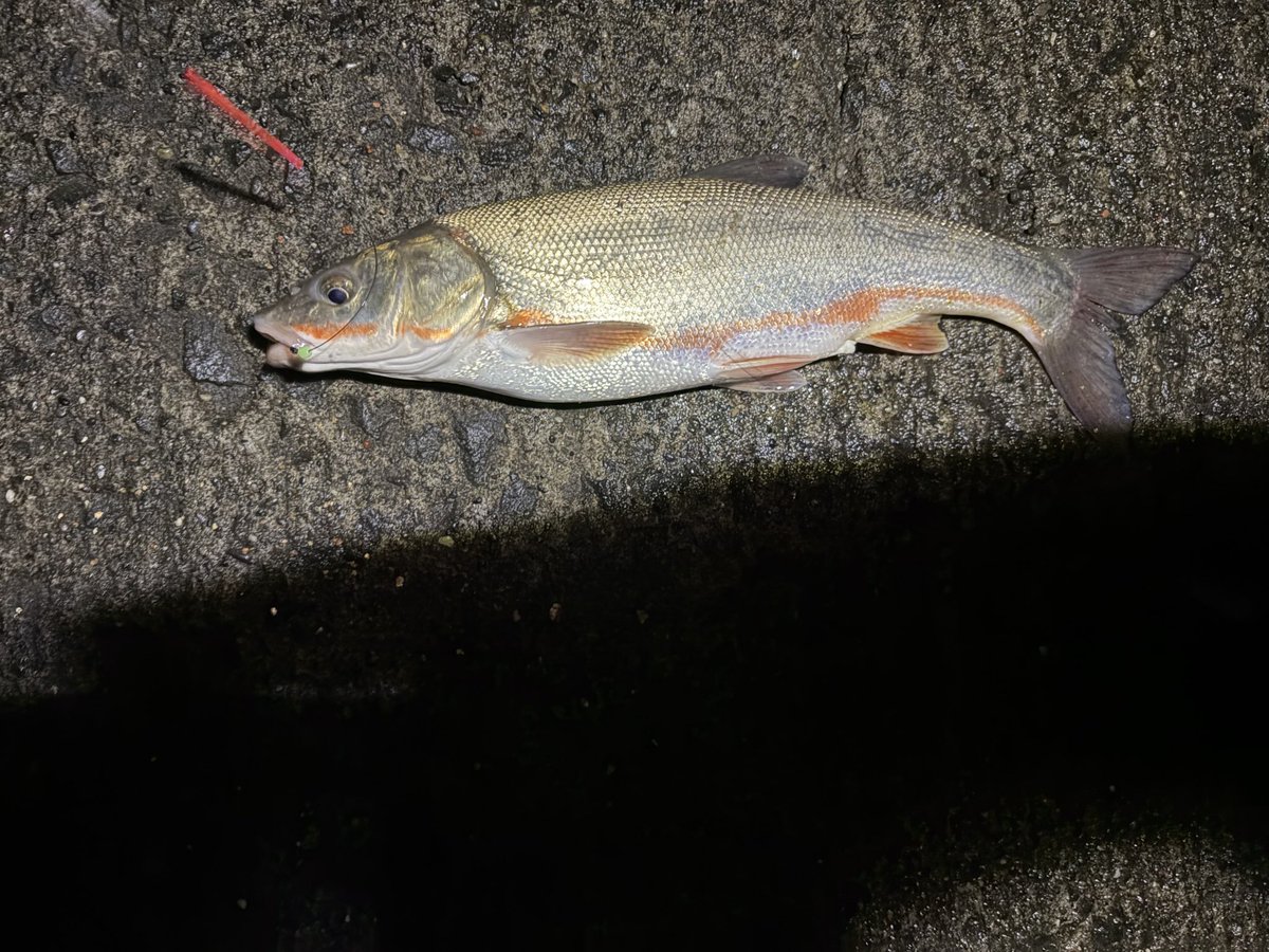 popo_possible's tweet photo. 色々やっての夜釣り
初めて釣れて楽しかった！！
結構デカめのウグイ？となんか🦀 https://t.co/AqfdOfDegm