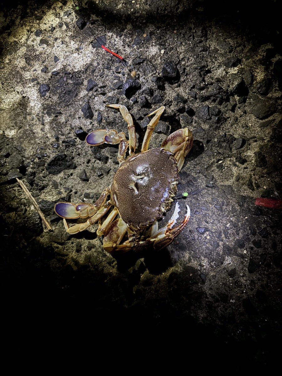 popo_possible's tweet photo. 色々やっての夜釣り
初めて釣れて楽しかった！！
結構デカめのウグイ？となんか🦀 https://t.co/AqfdOfDegm