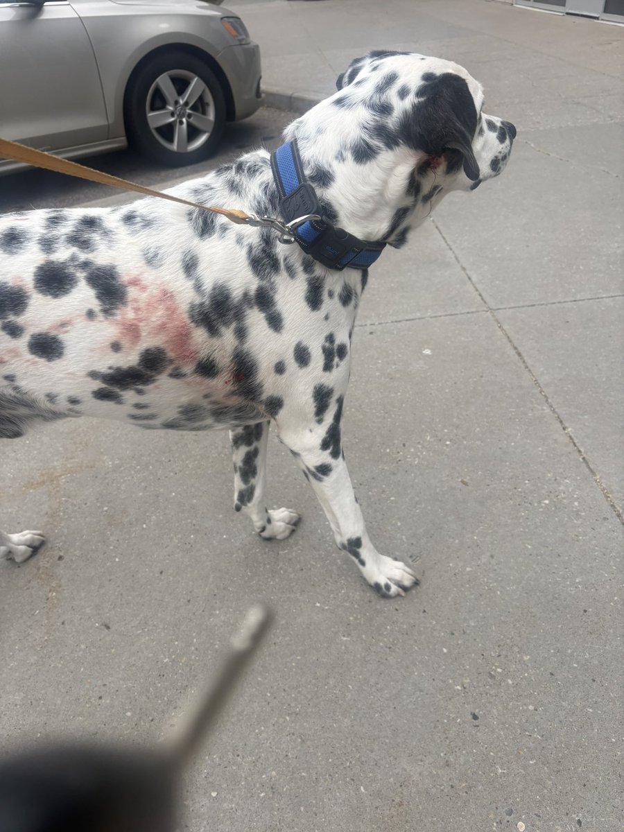 lucylavender444's tweet photo. hi everyone! not my usual post. 

I was attacked by 3 pitbulls this morning on my walk with my dog. 

I’m not usually one to ask for help but in this case I am. my dog is my entire world and I can’t lose him. 

if you can help with the vet cost, I would be eternally grateful. https://t.co/j5HAJCpqSs