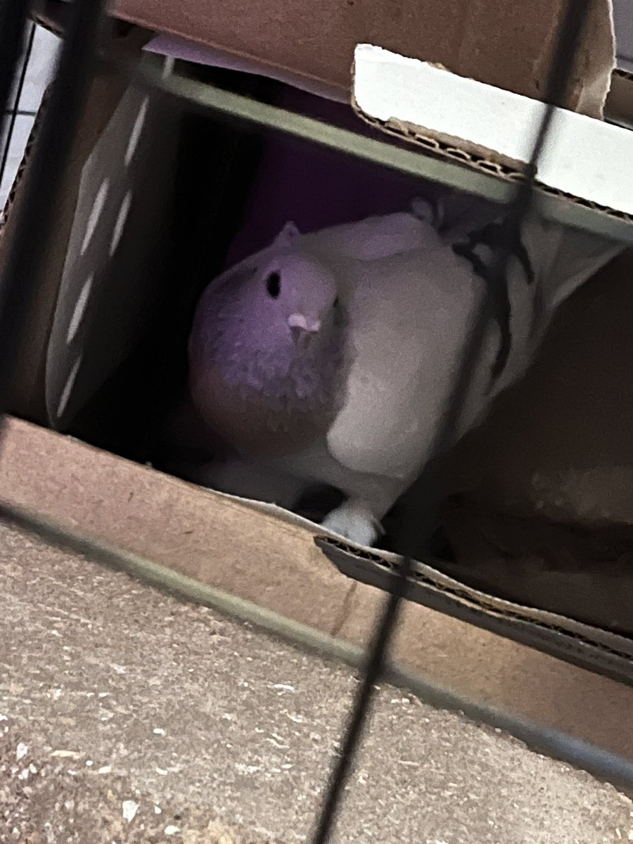 evilsilly's tweet photo. Hello everyone. It was so painful but I finally gave birth to my beautiful baby girl. https://t.co/IUJQu0jdo1