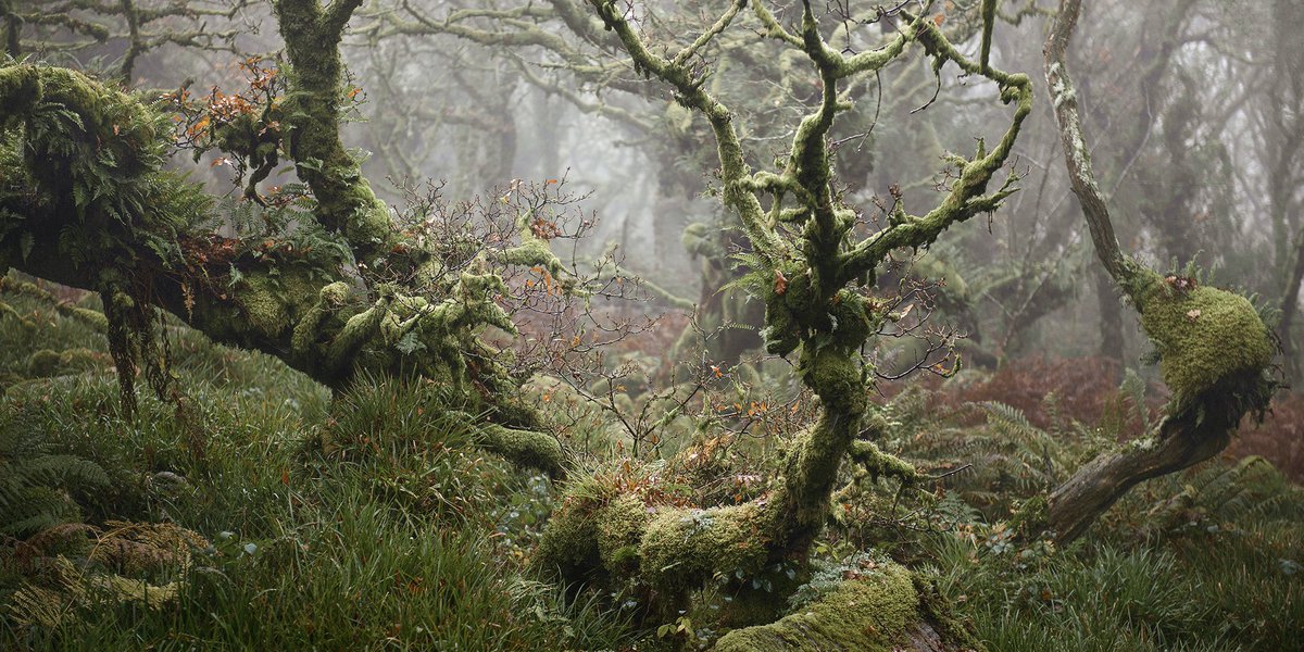 njburnell's tweet photo. Into the Woods https://t.co/AR1O7RhaQH