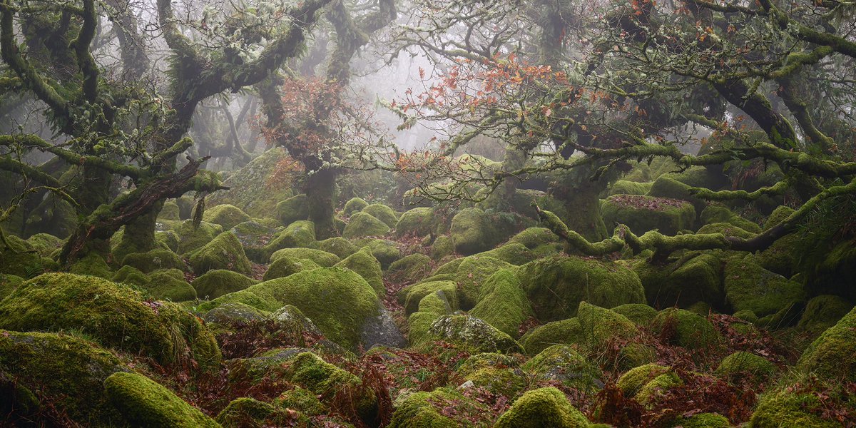 njburnell's tweet photo. Into the Woods https://t.co/AR1O7RhaQH