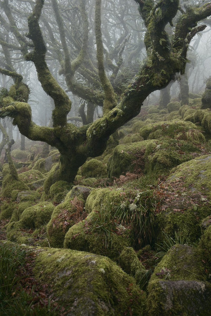njburnell's tweet photo. Into the Woods https://t.co/AR1O7RhaQH