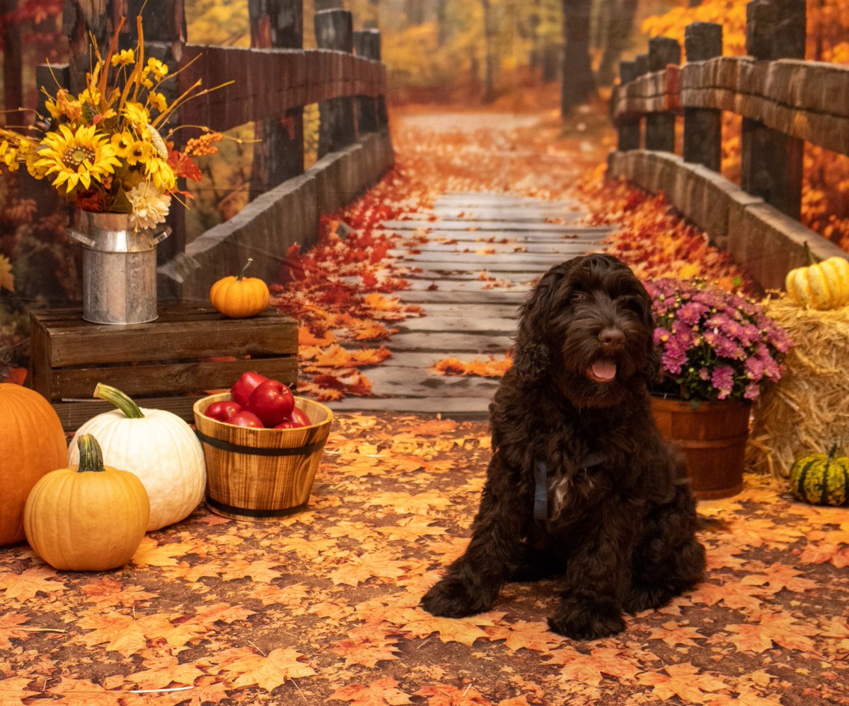 FeileacanCu's tweet photo. Duke is getting a haircut on Saturday that he desperately needs, lmao. We've been having fun getting puppy photography on my days off recently, but you can't even see his eyes right now 🤣 https://t.co/SZY8pP3ea3