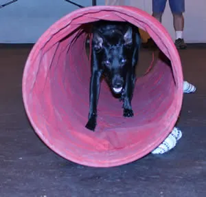 rammenstien's tweet photo. #woofwoof https://t.co/rQCGngdhny