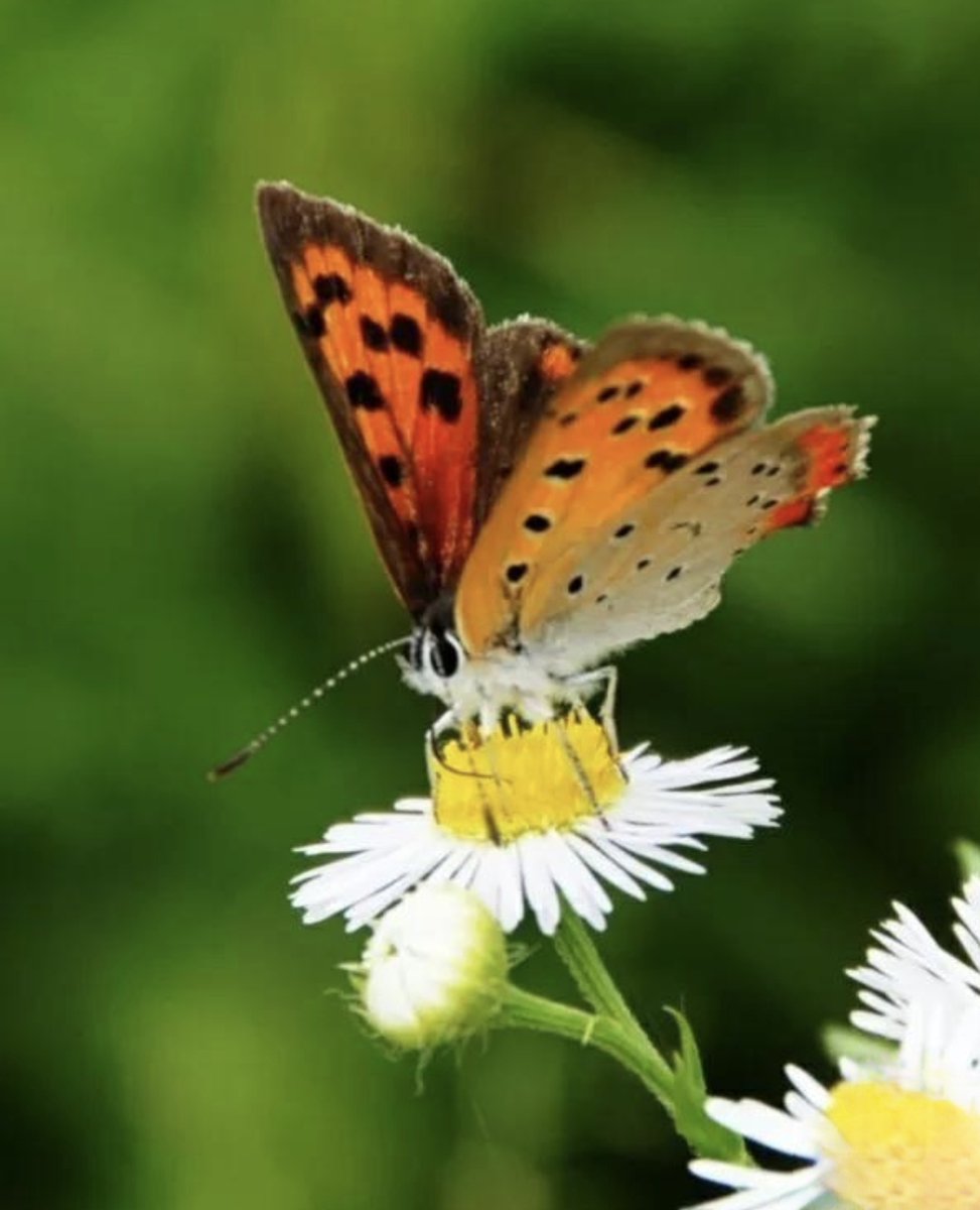 WaltraudHi6sm's tweet photo. Hoy exploramos el jardín juntos! Buscamos mariposas, plantamos una semilla y compartimos risas sin parar.  #TiempoEnFamilia， https://t.co/aTUQHjMhug