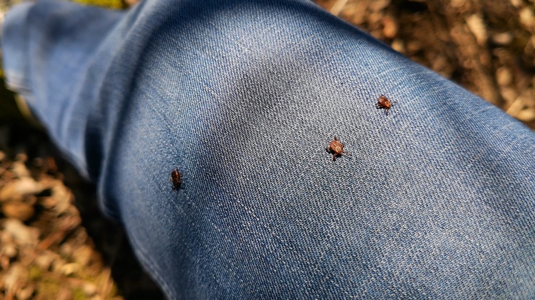 giveashitnature's tweet photo. PSA: Your washing machine won't reliably kill ticks, but your dryer will. 

A USDA entomologist figured this out after he found a live one crawling on his washer's agitator. So he bagged up tick nymphs and ran them through the laundry. Most survived the cold and warm cycles. 95% of the lone star ticks survived hot water.

What killed them is the dryer.

A CDC team later found that dry clothes tossed straight into the dryer on high heat killed the ticks in about 6 minutes. Washing first made it worse: the damp load took 50 minutes on high to do the same job. Ticks die by drying out, and wet clothes buy them time.

In a lot of the country, adult deer ticks get a second season in October and November, right when everyone's out raking leaves. They don't quit at the first frost. They're out on any day warm enough, even in winter.

When you come in from the yard or from a long hike this fall, put your clothes in the dryer on high for 10 minutes, then wash them. The ticks won't stand a chance.