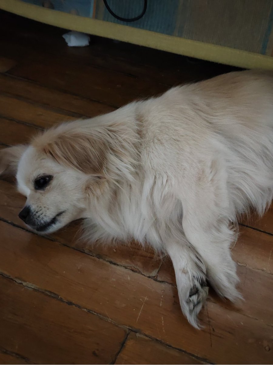 deo_lebong's tweet photo. My senior pup spent the whole morning curled up on my lap while I worked—best 8 hours of productivity (yes, really) https://t.co/2wqxRdmnuZ