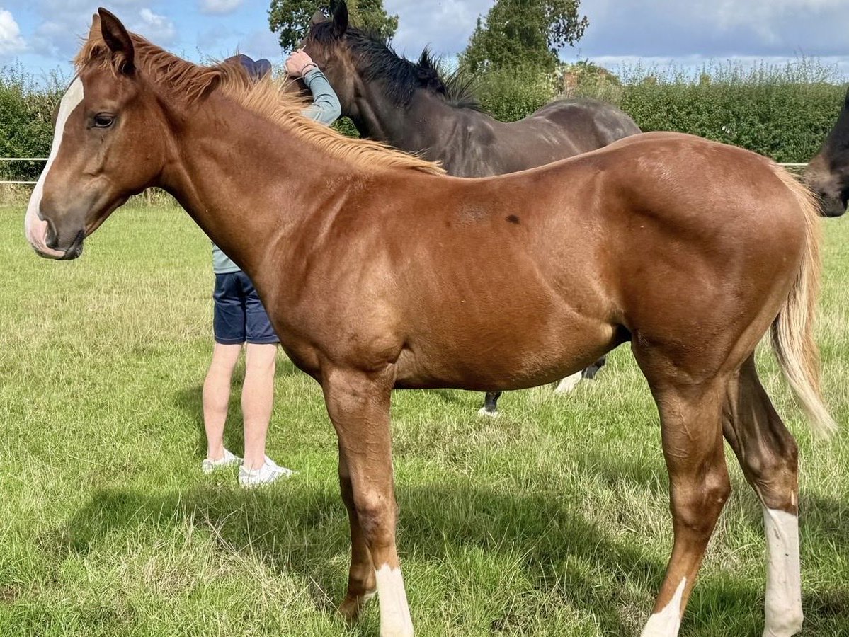 jdavelowe's tweet photo. Chaldean been quite a buzz horse at the sales lately here’s my Colt yearling by him out of our mare Caroline Dale (Queen Mary 3rd) Cost just the cover fee! #QuidsIn https://t.co/sorrayp4PI