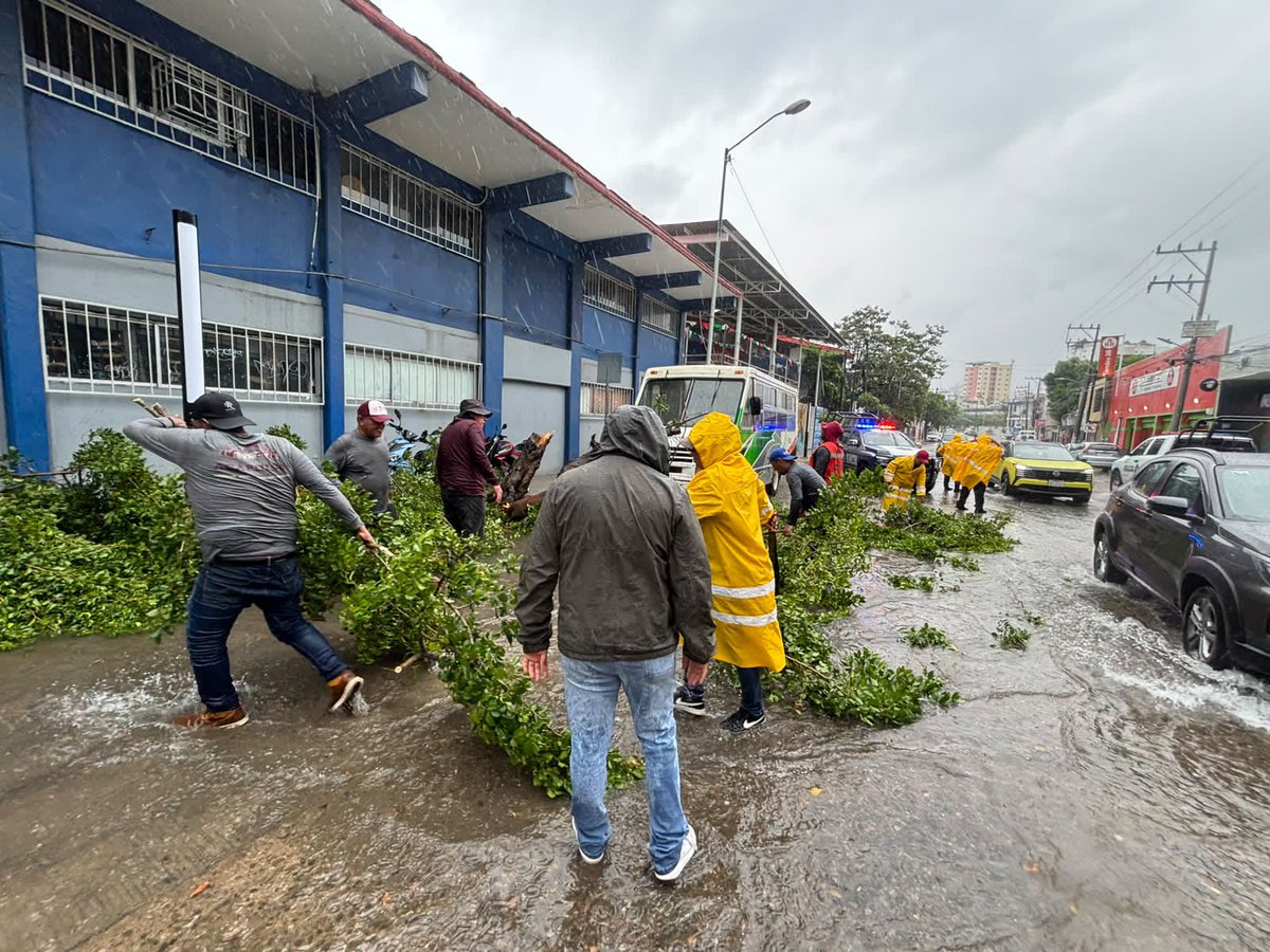 percepcionpoder's tweet photo. #HuracánPolo 🌬️🌀 El Gobierno Municipal de #Acapulco atendió el reporte de un árbol 🌳 colapsado en la avenida Universidad, a consecuencia de los efectos del huracán #Polo. https://t.co/4Z92YNmEGJ