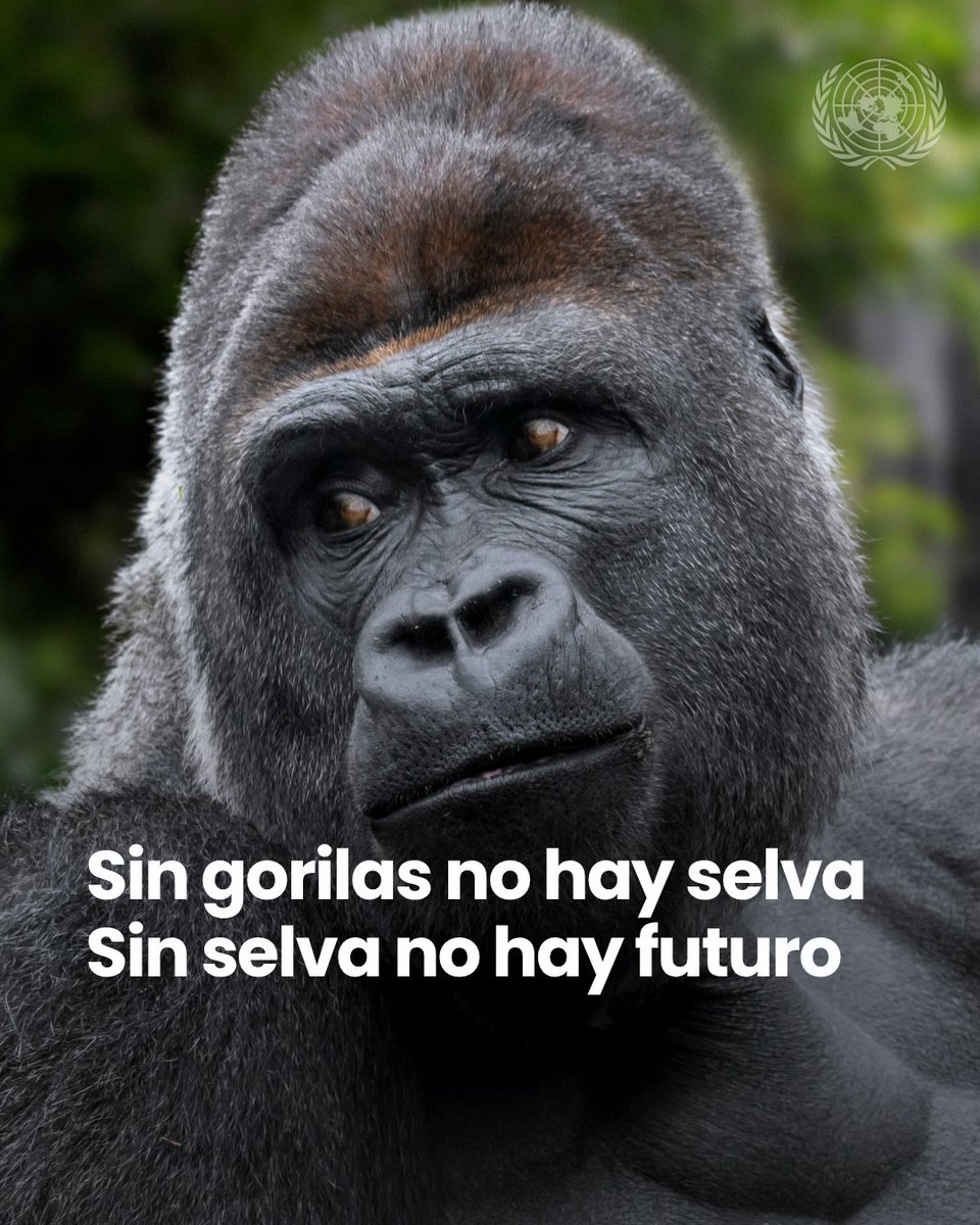 ONU_es's tweet photo. 🦍💚 Es el #DíaMundialDelGorila.

Estos gigantes pacíficos están en peligro por la pérdida de su hogar y la caza furtiva.

Pero aún hay esperanza: cada decisión que tomamos puede ayudarlos a sobrevivir.

👉 Elige turismo responsable.
👉 Apoya la conservación.
👉 Haz correr la voz.