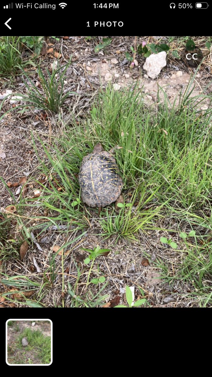 Maximumchungis's tweet photo. @normalcreature9 Ornate box turtle found near my home I logged in INaturalist. Not a desert box turtle, but we have these in NM. https://t.co/9Pn5lDDOW2