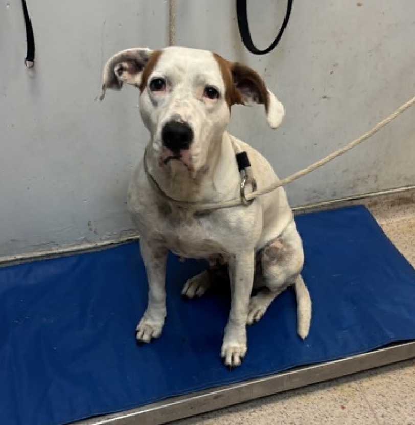 NMBewitched's tweet photo. Look at this face💔

Lola Layla 
New Dog on the Block
https://t.co/ZiwTjFiPkv 
#AdoptMe 

She has been stray before😭
We saw her during COVID
So damn sad to be back here again 
A shy love who thought she was safe

Today there are 18 lg dog Intakes so far 
JFC! https://t.co/hnySaG4wCB