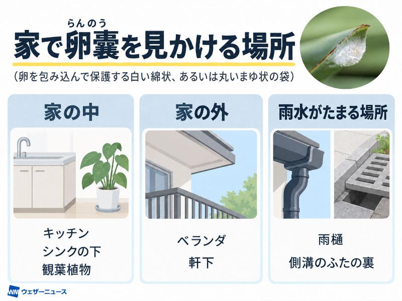 wni_jp's tweet photo. 【それ、ホコリじゃなくて"卵嚢"かも？】
家の中や植物についている白い綿状の塊は、埃ではなくクモの卵嚢(らんのう)かもしれません。秋はクモの産卵シーズンにあたり、放置すると室内で大量の子グモが孵化するおそれもあります。見つけても素手で触れずに対処してください。
https://t.co/5bisix6F5q https://t.co/QqyygWvATM