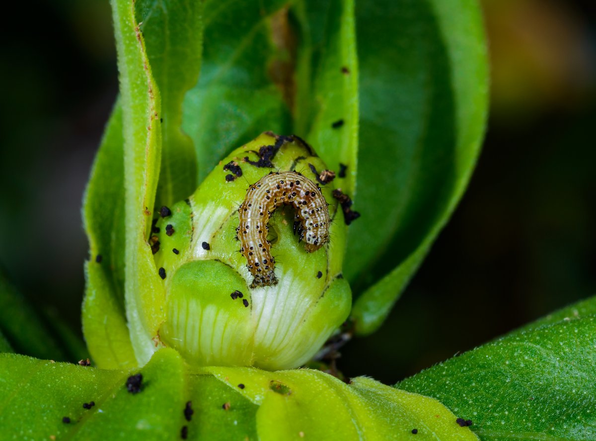 tamuentomology's tweet photo. Check out this article, featuring work by Dr. David Kerns and other researchers who are working on strategies to combat the resistant corn earworm pest! π¬π½π
π°: https://t.co/47nK8tizZ3
#TAMUBugs https://t.co/rfZm6AqcAV