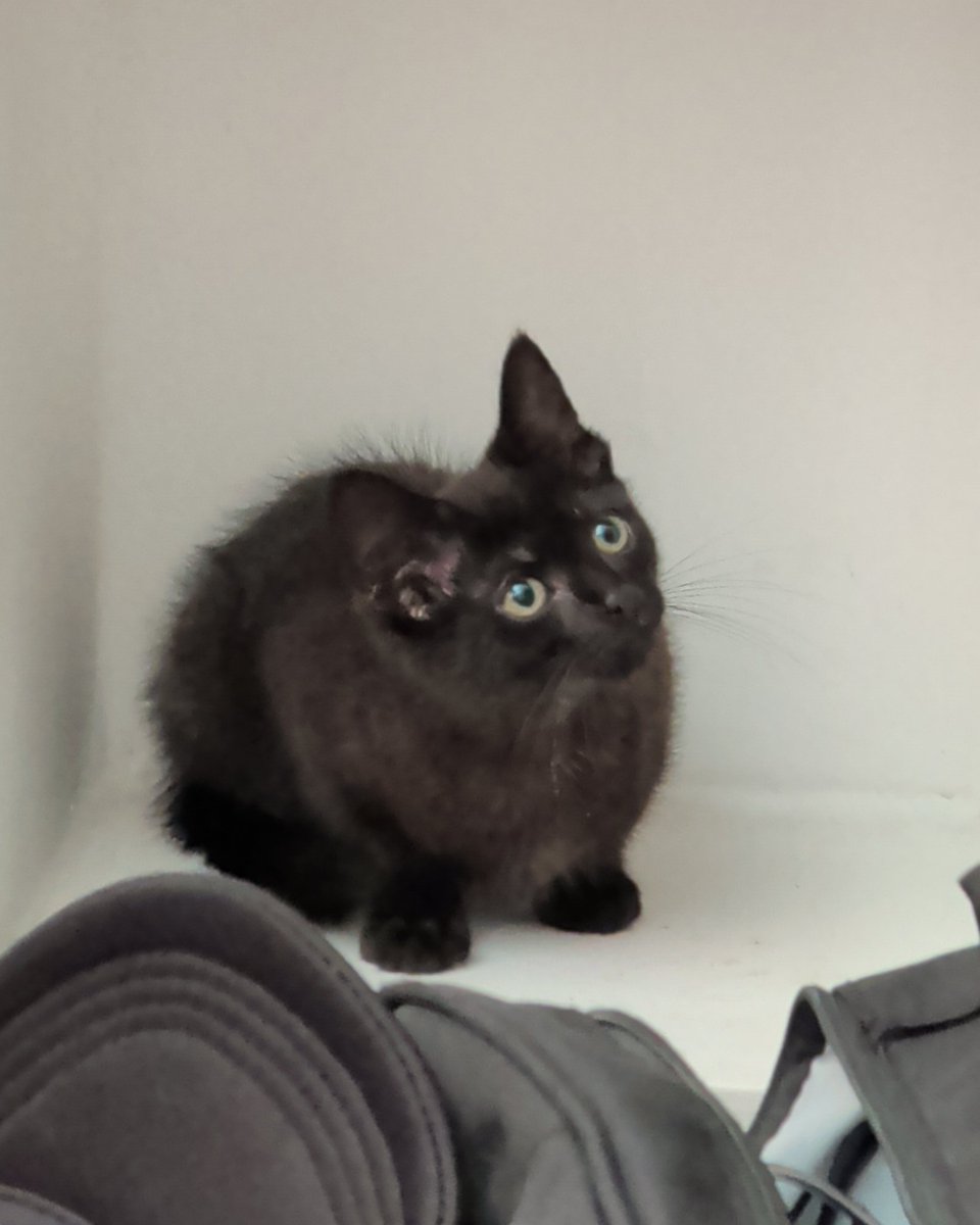 KrookTM's tweet photo. btw the cats name is umbra hes about 4 and a half minutes old and doesnt have much intelligence https://t.co/cCH5pLxevx