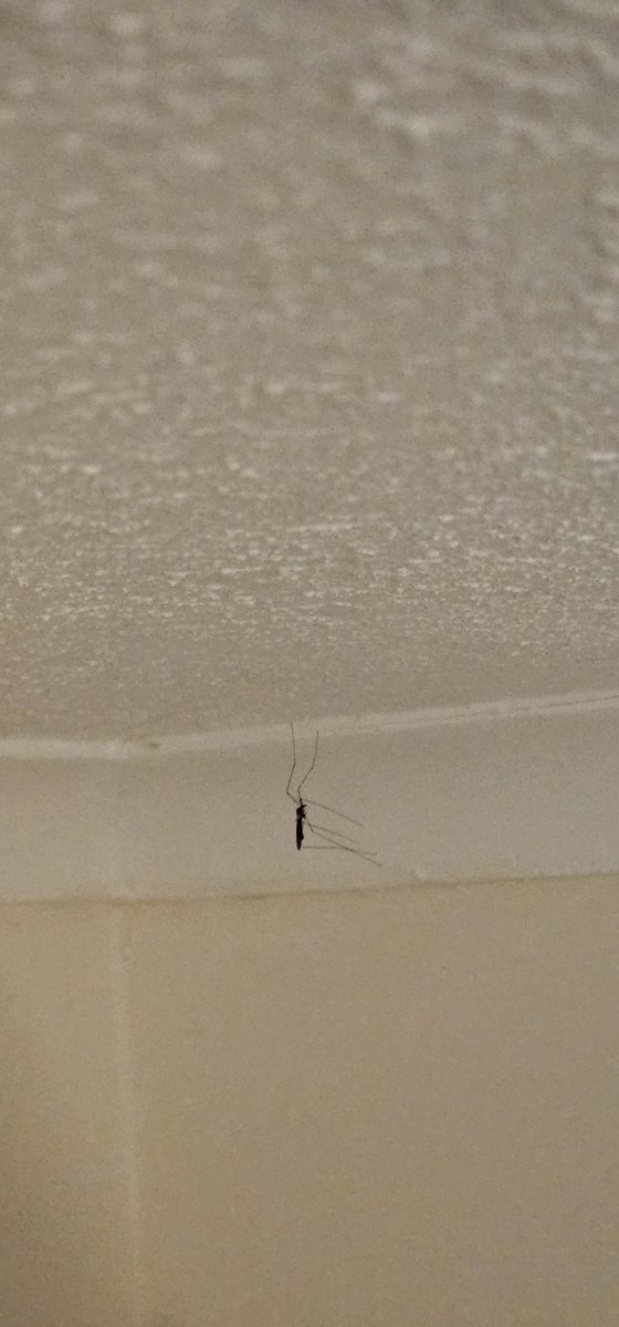 NawItsMaestro's tweet photo. how them spiders got this dumbass daddy long legs strung up in my hallwayy #HoldDatPUSSY https://t.co/O1RYhDicq8