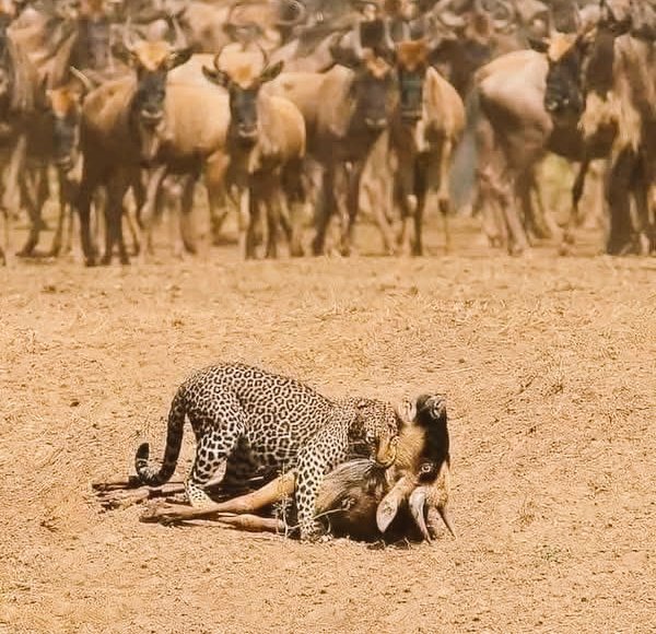 msr3y1's tweet photo. كل البهايم اللي واقفة هناك دي 
بـ تدين و تستنكر وتعرب عن قلقها عما يحدث لـ أختها https://t.co/KgN08y7714