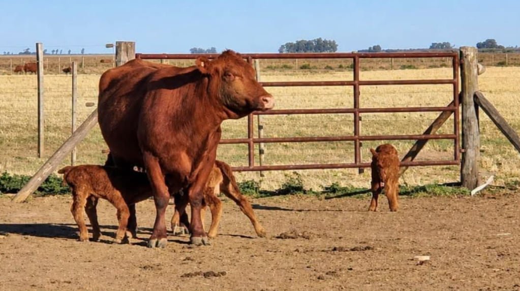 todonoticias's tweet photo. Una vaca tuvo trillizos en Córdoba y afirman que se trata de un caso cada 100 mil partos https://t.co/YmqEY6shye https://t.co/z4q7lWHlbd